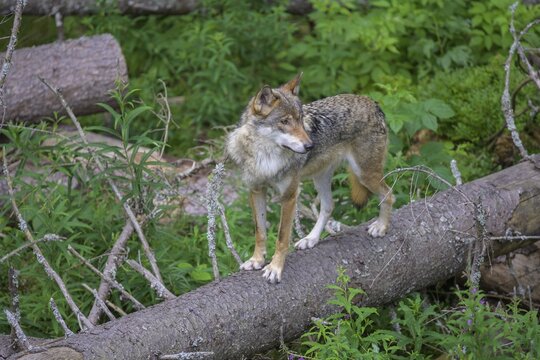 Gray wolf (Canis lupus) on tree trunk, wolf enclosure of Srn&iacute;, Plzeňsk&yacute; kraj, Czech Republic