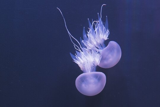 Jellyfish (Medusa), Loro Parque, Puerta de la Cruz, Tenerife, Spain