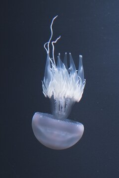 Jellyfish (Medusa), Loro Parque, Puerta de la Cruz, Tenerife, Spain