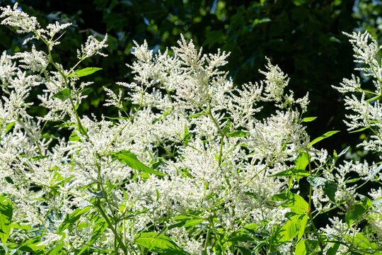 Close up of Finnish knotweed (persicaria polymorpha) flowers in bloom