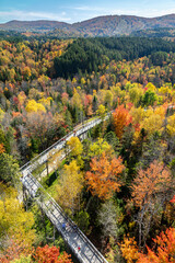 Vertical View of Elevated Boardwalk Through Autumn Forest at Sentier des Cimes, Quebec Canada
