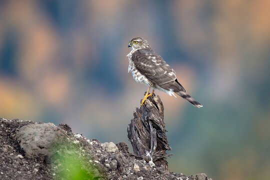 Juvenile Sharp Shinned Hawk Perched on Tree Stump with Soft Natural Background