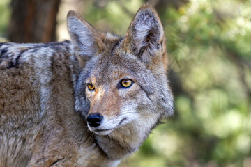 Obraz premium Close Up Portrait of Wild Coyote at Grand Canyon National Park