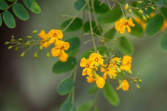Yellow flowers of the Tipu Tree (Tipuana tipu) in close-up. High-resolution botanical photography with sharp focus and blurred background. Ideal for landscaping and environmental projects.