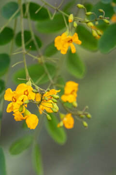 Yellow flowers of the Tipu Tree (Tipuana tipu) in close-up. High-resolution botanical photography with sharp focus and blurred background. Ideal for landscaping and environmental projects.