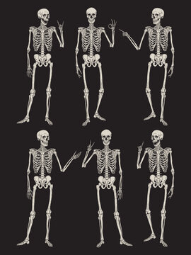 Human Skeleton Vector Illustration Set Anatomical Full Body Vintage Style
