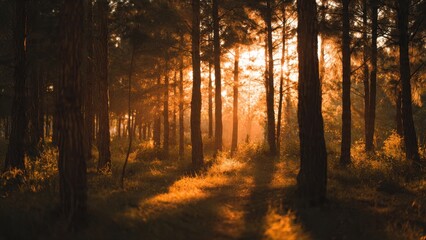 Obraz premium Golden light filters through a forest
