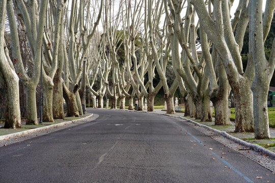 An avenue of plane trees on Via Garibaldi on the Janiculum hill in Rome.