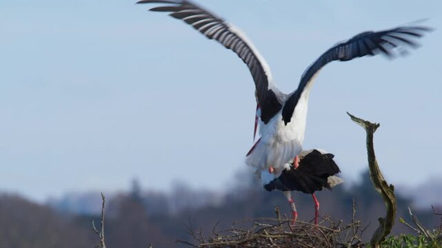 Two white storks mating in their nest during the breeding season on a sunny day