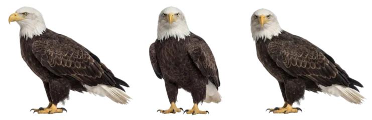 Fototapeten Adler Bald eagle standing isolated (PNG)  © Trixy