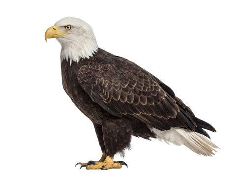 Bald eagle standing, side view, isolated (PNG)