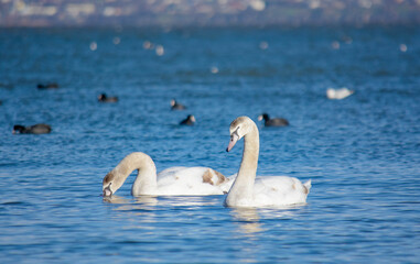 Obraz premium Two swans are a symbol of love.