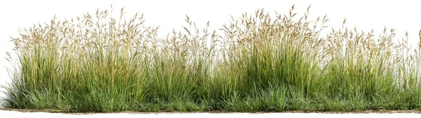 Fototapeta premium A dense patch of tall grass with feathery seed heads, varying green hues, isolated on white