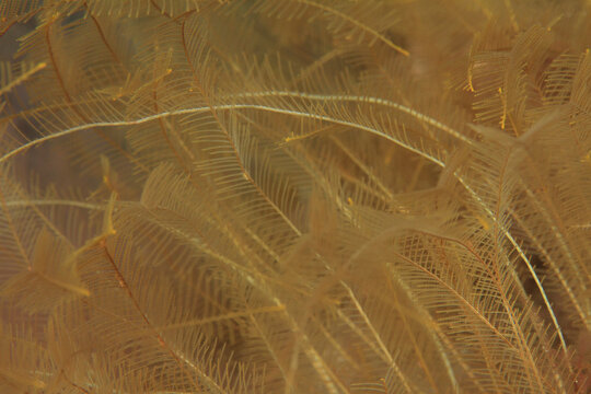 Part of a black marine coral, very common on the seabed of the North Atlantic islands.