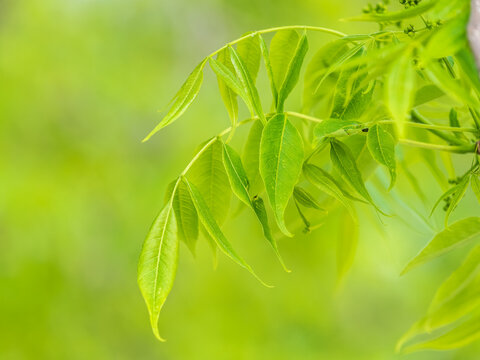 Bright green Leaves of the Amur velvet, or Amur cork tree, lat. Phellodendron amurense