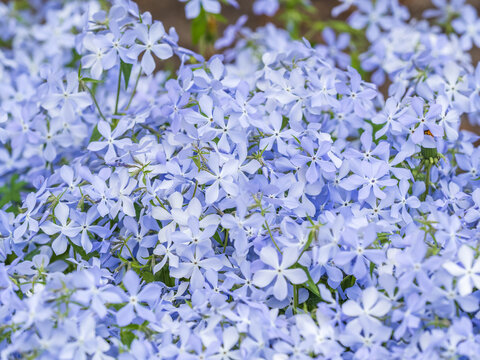Wild blue phlox flowers, Phlox divaricata in spring garden. 'Blue Moon' flowers, Wild Sweet William or Blue Phlox is wild flowers blooming in garden.