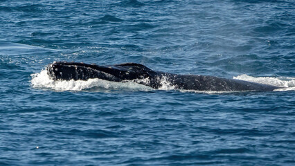 Fototapeta premium Humpback Whale activity off Maui Hawaii