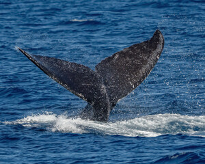 Fototapeta premium Humpback Whale activity off Maui Hawaii