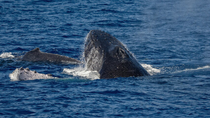 Fototapeta premium Humpback Whale activity off Maui Hawaii