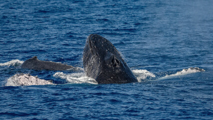 Fototapeta premium Humpback Whale activity off Maui Hawaii