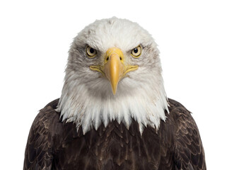 Obraz premium American bald eagle portrait isolated
