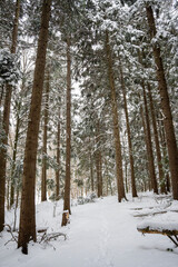 Snow-covered forest path surrounded by tall evergreen trees. The serene winter landscape highlights the beauty of nature, ideal for winter-themed projects and outdoor activities.