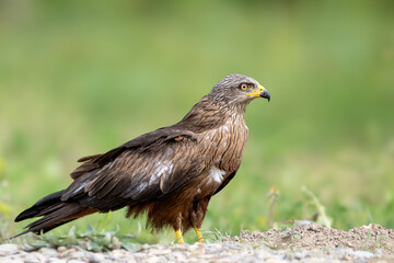 Obraz premium Red kite side profile standing on ground with soft green background