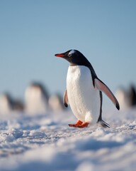 Obraz premium Adorable Gentoo Penguin Walking on Pristine White Snow and Ice in Antarctica with a Clear Blue Sky and Blurred Colony in the Background Representing Polar Wildlife Conservation and Arctic Nature