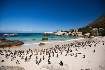 Penguin Colony at Boulders Beach Cape Peninsula during Sunny Day, Cape Town