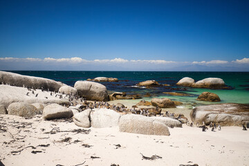 Penguin Colony at Boulders Beach Cape Peninsula during Sunny Day, Cape Town