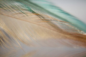 Macro photo feathers colored artistic bohemian style cozy boho aesthetic background close up beautiful wallpaper