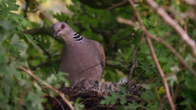 Adult european turtle dove returning to its nest to care for its chicks