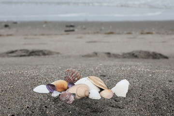 波打ち際に集まった貝殻