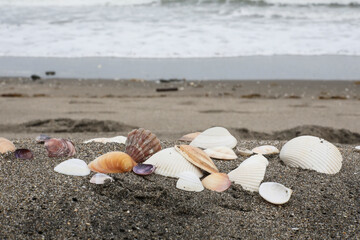 ビーチの貝殻