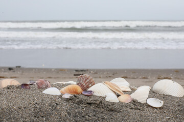 砂浜に落ちている貝殻