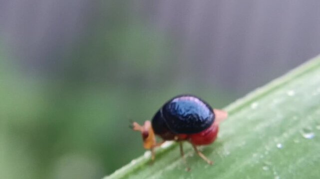 Macro of a small, cute ladybug from the Celyphidae family on a leaf against a blurred background. This small fly from the Diptera order disguises itself as a ladybug thanks to its enlarged scutellum, 