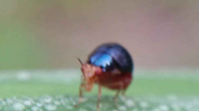 Macro of a small, cute ladybug from the Celyphidae family on a leaf against a blurred background. This small fly from the Diptera order disguises itself as a ladybug thanks to its enlarged scutellum, 