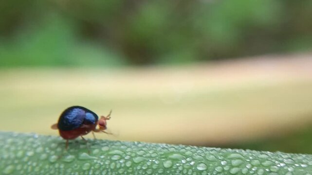 Macro of a small, cute ladybug from the Celyphidae family on a leaf against a blurred background. This small fly from the Diptera order disguises itself as a ladybug thanks to its enlarged scutellum, 