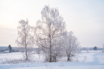 Fototapeta premium winter forest after a snowfall, sunny day, trees in the snow