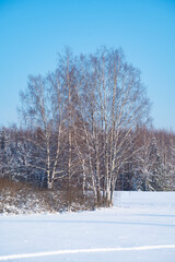 Fototapeta premium winter forest after a snowfall, sunny day, trees in the snow