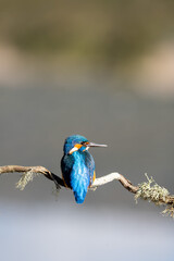 Obraz premium Common kingfisher (Alcedo atthis) photographed in Spain