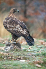 Golden eagle (Aquila chrysaetos) photographed in Spain