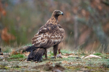 Fototapeta premium Golden eagle (Aquila chrysaetos) photographed in Spain