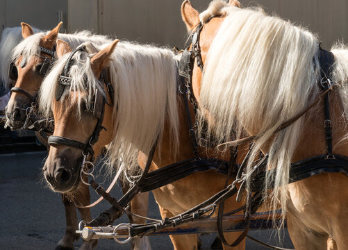 Austria, Salzburg.  Horses tethered to horse-drawn carriage