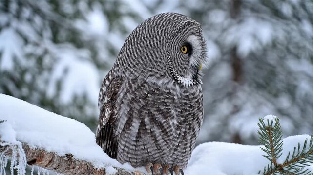 Great Grey Owl in Snowy Forest Landscape.