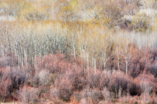 Canada, BC, Keremeos.  Bare trees in winter
