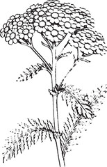 Common Yarrow, Achillea millefolium Illustration - Vintage Wildflower Sketch, Hand Drawn Tansy or Yarrow Plant - Feathery Leaf Medicinal Herb © Mr. Akash