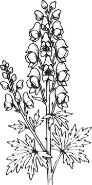 Monkshood, Aconitum Flower Illustration - Vintage Botanical Line Art, Hand Drawn Wolfsbane Plant with Leaves - Black and White Sketch