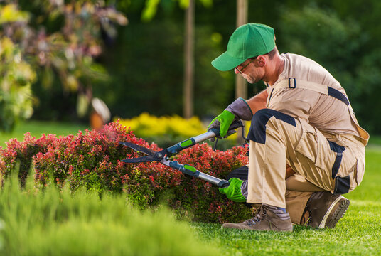 Gardener Trims Bushes in a Green Park