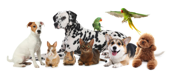 Group of cute pets on white background. Parrots, dogs, cat, bunny and guinea pig
